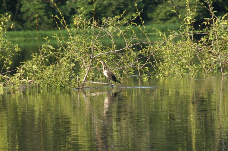 Archipel des Anavilhanas, Amazonie.