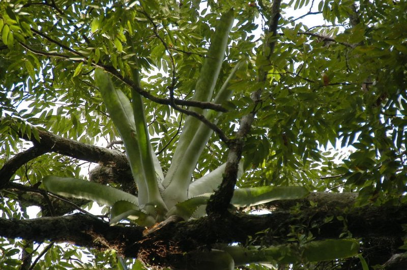 Bromlia, Archipel des Anavilhanas, Amazonie.