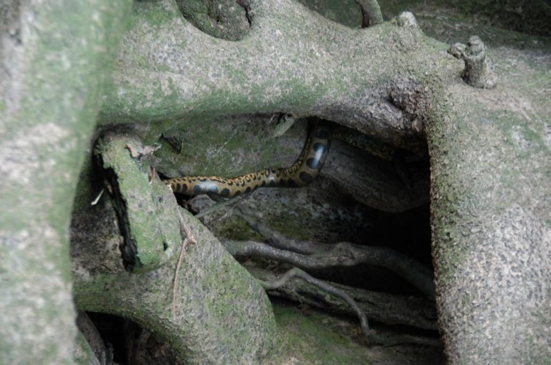 Anaconda, Archipel des Anavilhanas, Amazonie.