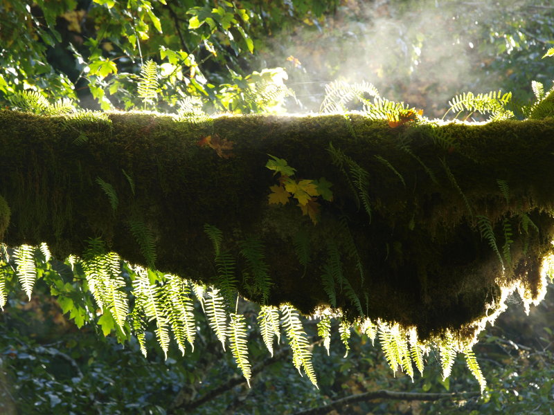 Steamed Big Leaf Maple