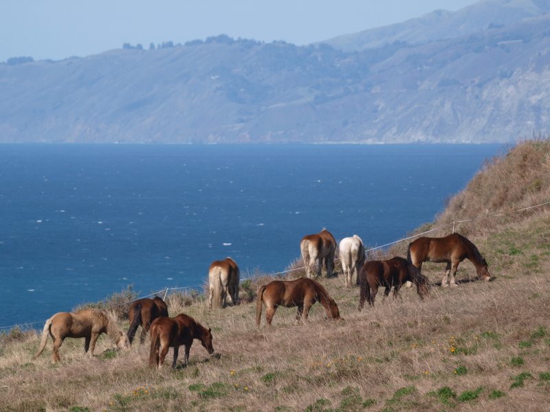 The Horses Of Monterey County