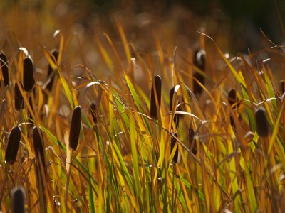 Cattail Light