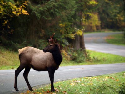 Why Did The Young Spike Cross The Road?