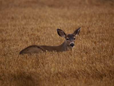 Autumns Fawn