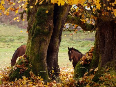 Pasture in Paradise