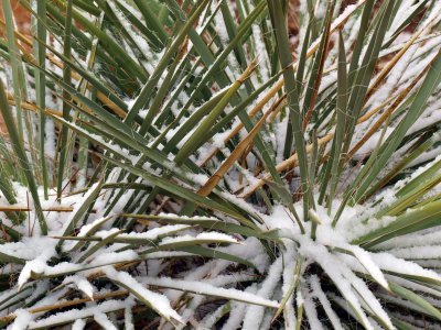 Snow on Yucca