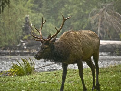 Happiness is a Wet Elk