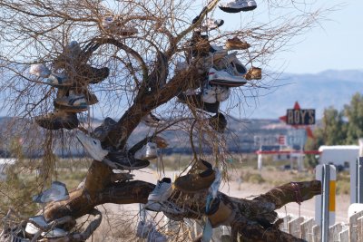 The Shoe Tree At Amboy