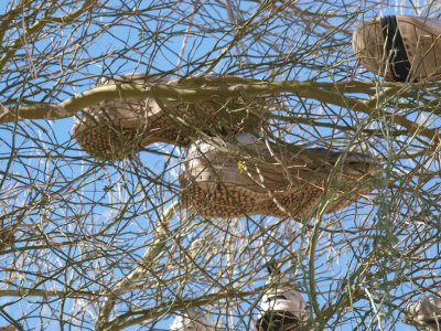 My Contribution to The Shoe Tree At Amboy