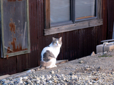 Cool Cat in The Desert!