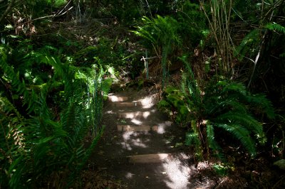 Stairs on the trial to the beach