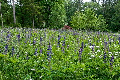 Lupines
