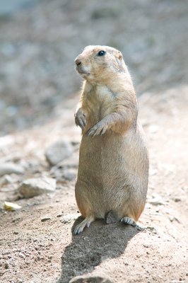 Prairie Dog