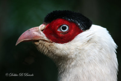 White- eared Pheasant