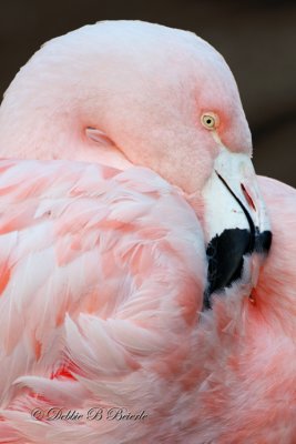 Chilean Flamingo 11