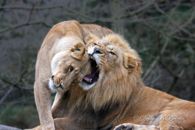 Lion affection 03!
