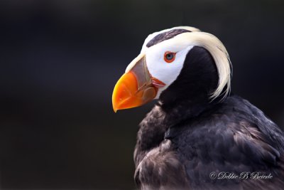 Tufted Puffin 02