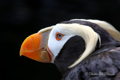 Tufted Puffin 03