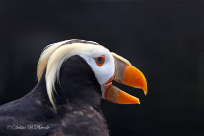 Tufted Puffin 05