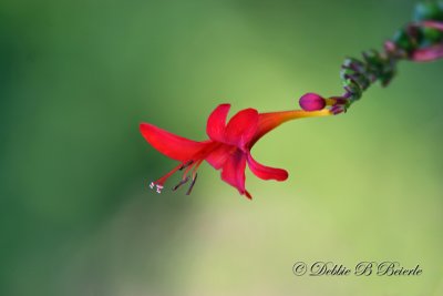 Crocosmia