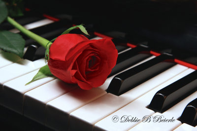 Piano and Rose II