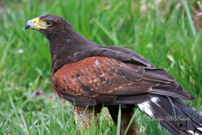 Harris Hawk  03