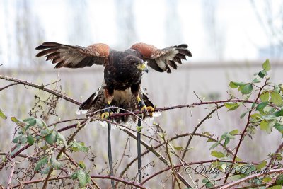 Harris Hawk  04