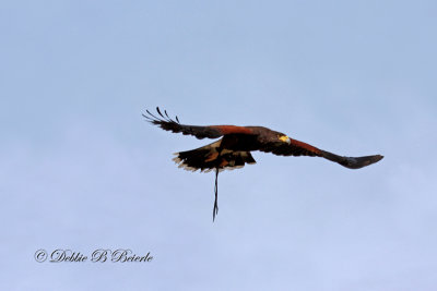 Harris Hawk  07