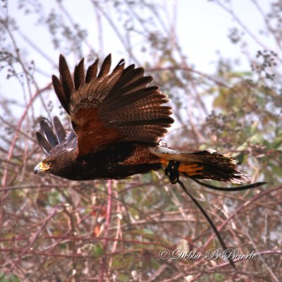 Harris Hawk  13