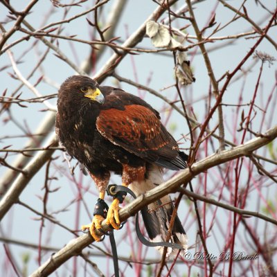 Harris Hawk  17