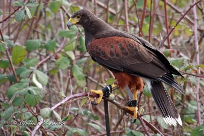 Harris Hawk  18