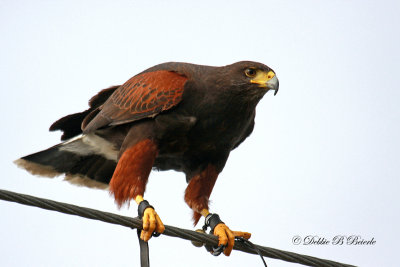 Harris Hawk  19