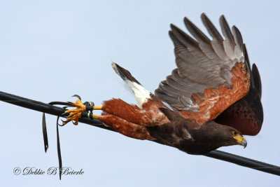 Harris Hawk  24