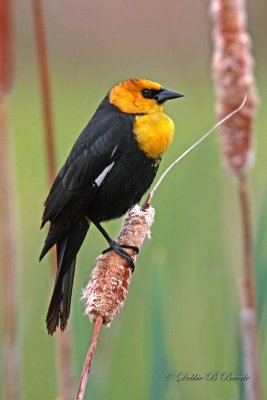 Yellow Headed Blackbird (male)