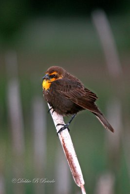 Yellow Headed Blackbird (female)