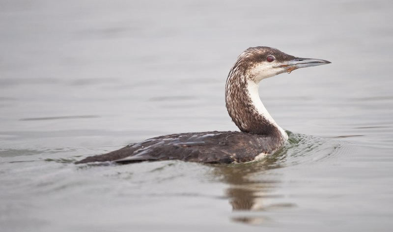 Pacific loon