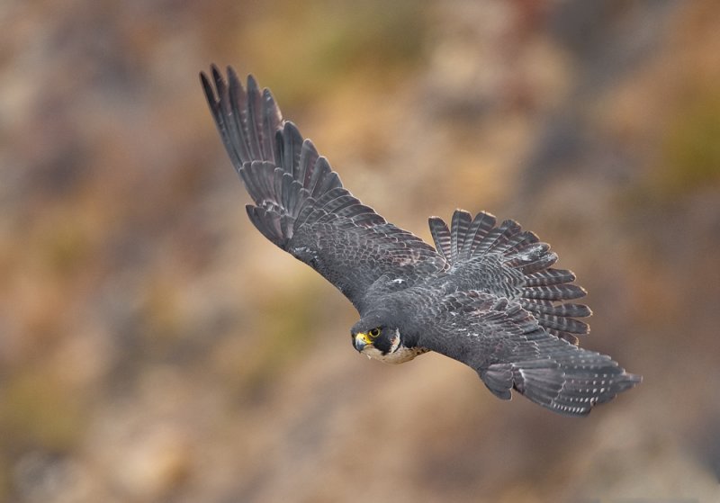 peregrine falcon