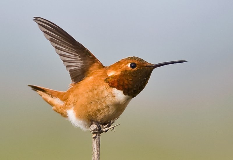 allens hummer