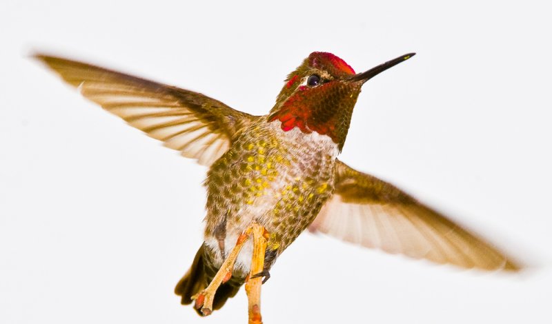 annas hummer