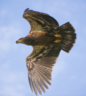 bald eagle(juvenile)