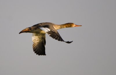 merganser.jpg