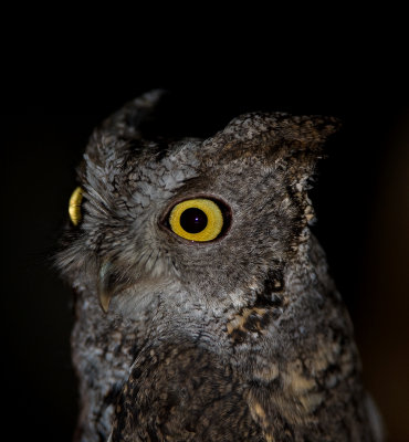 western screech owl