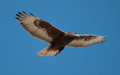 ferruginous hawk (dark morph)