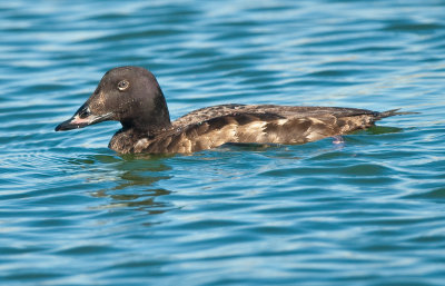 white-winged-scoter male