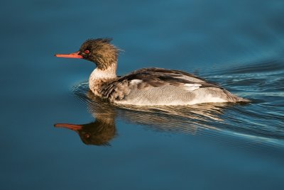 Mr red breasted merganser