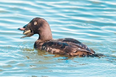 white winged scoter - They swallow these clams, shell and all.