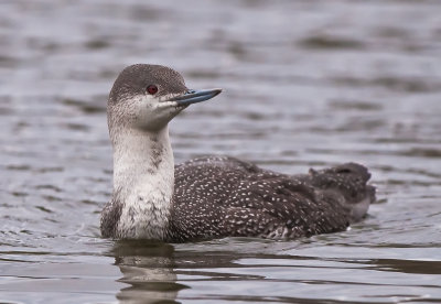 Red necked loon