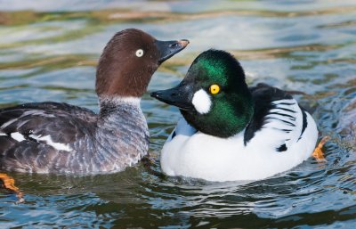 common goldeneyes