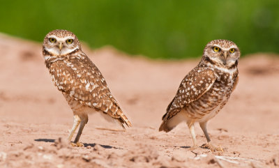 burrowing owls - salton sea