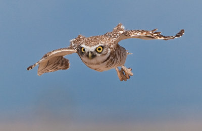 burrowing owl